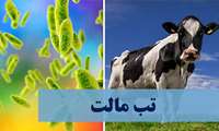 نظارت سه مرحله ای بر فرآورده‌های لبنی در جلوگیری از شیوع تب مالت/مردم شیر و پنیر خام و تازه مصرف نکنند